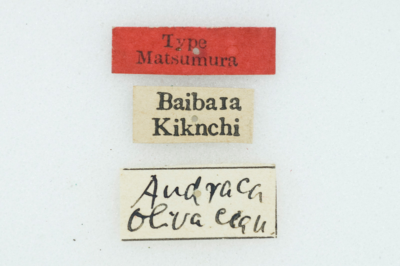 Andraca olivacea